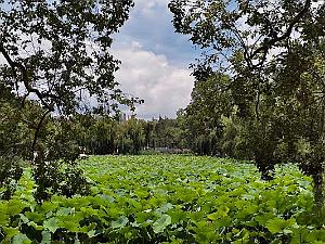 Kunming - Parc Cuihu - 50